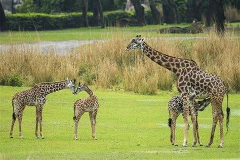 Giraffe Calf Joins Herd On Disneys Animal Kingdom Savanna