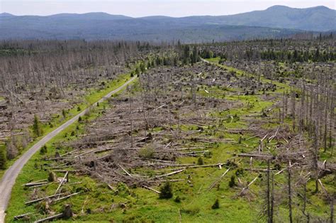 What Are The Different Causes Of Habitat Destruction