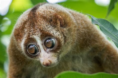 7 Adorable Animals That Are Actually Super Dangerous
