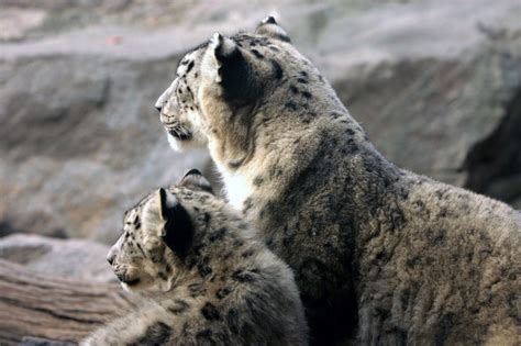 International Snow Leopard Trust Reviews And Ratings