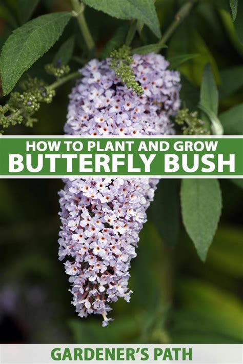 How To Grow Butterfly Bush Buddleia Gardeners Path