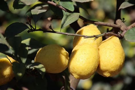 Lemons Citrus Fruits Fruit Free Photo On Pixabay Pixabay