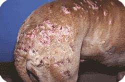 This condition occurs when a cat is allergic to flea saliva. La dermatose prurigineuse d'origine parasitaire et ...