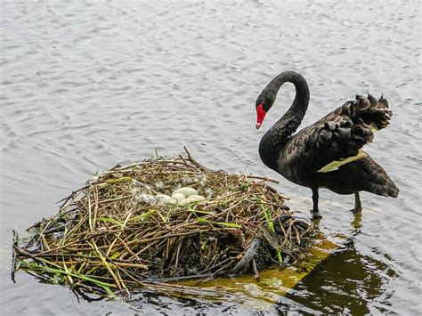 Swan Nesting Complete Guide Birdfact