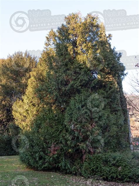 Thuja Occidentalis Northern White Cedar Tree Thuja Occidentalis