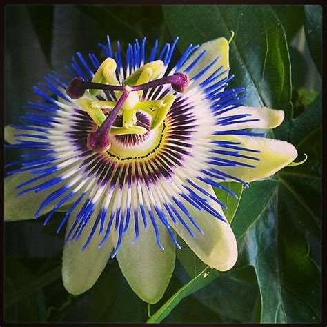 20 Best Strange But Beautiful Flowers Images On Pinterest Rare