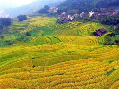 Aerial Photos Show Paddy Fields In South Chinas Guangxi 4 Chinadaily