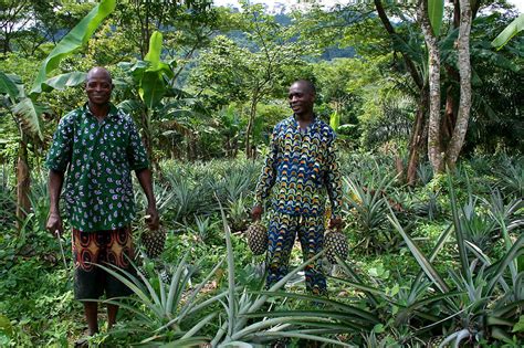 Fires And Poverty Fuel Deforestation In Nigeria