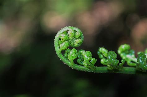 Unfurling Silver Fern Frond Stock Photo Download Image Now Istock