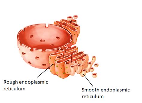 Differentiate Between The Rough Endoplasmic Reticulum Class Biology