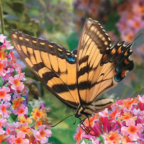 Kaleidoscope Butterfly Bushes For Sale Buy Rainbow Butterfly Bushes