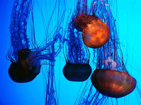 Jellyfish Animals Sea Life Ocean Underwater Color Contrast