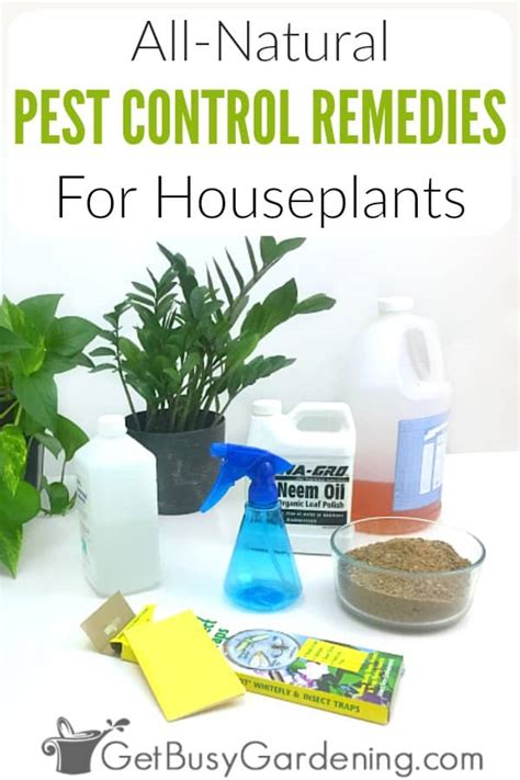 9 Homemade Indoor Plant Bug Sprays And Natural Insecticides Get Busy