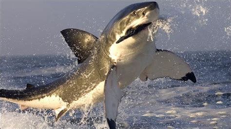 Shark Vs Seal Gallery Ebaums World