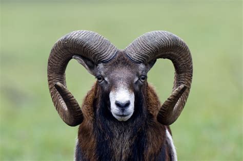 Rams Pay Big Price For Having Big Horns Study Shows Big Horn Sheep