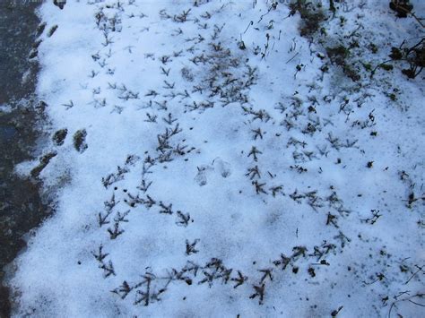 Notbirding Tracks In The Snow