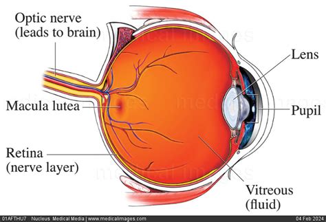 Stock Image Illustration Of The Normal Anatomy Of The Eye Midline