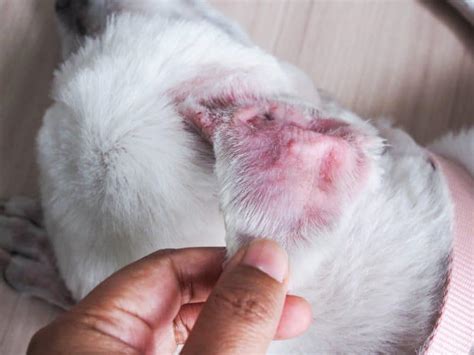 Blood Blister On Dogs Caring For Canine Skin Hematomas