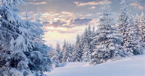 Winter Forest 4k Wallpapers Top Free Winter Forest 4k Backgrounds