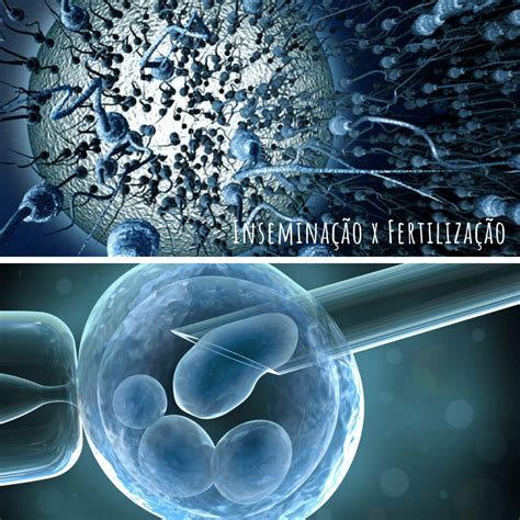 Qual A Diferença Entre Fertilização Externa E Fertilização Interna