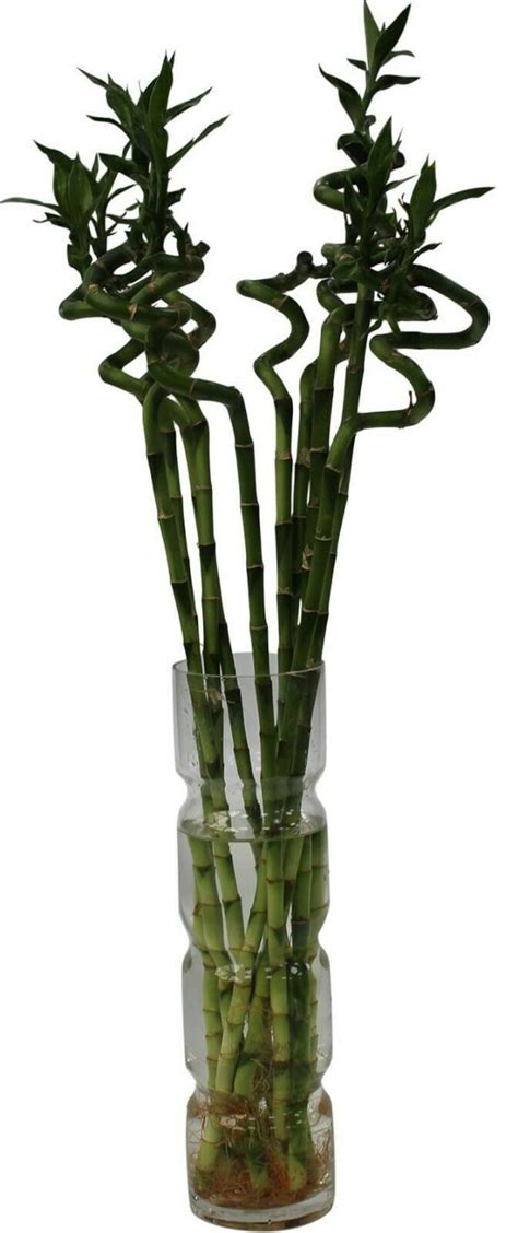 Lucky Bamboo Vase Large Glass Flower Vase 50cm Tall With Etsy