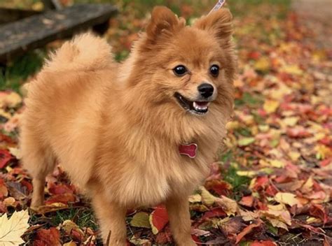 35 perfect pomeranian mixes the best pom mix guide