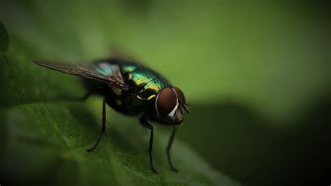 Wallpaper Hijau Margasatwa Terbang Mata Fauna Hama Pikat Merapatkan Fotografi Makro