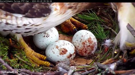 Big Red Lays Third Egg Cornell Hawks Cam March 20 2022 Youtube