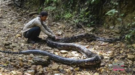 Python Swallows Woman At Plantation In Indonesia YouTube
