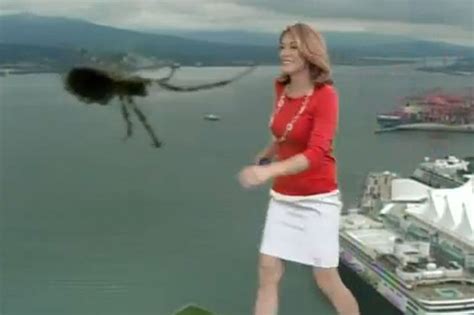 video giant spider scares the life out of tv weather presenter daily star