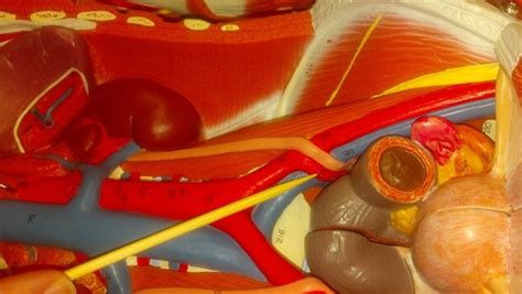 Organ Systems Arteries Trunk Anatomy Flashcards Quizlet