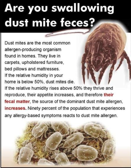 They live off dead human skin, and your bedding is where they hang dust mite allergies are even grosser than many people realize. Dust Mite Treatment, Mattress Cleaning | Adams Carpet Cleaning