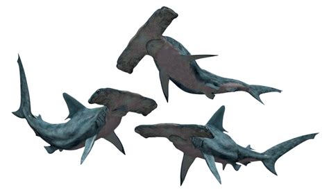 Hammerhead Shark Background