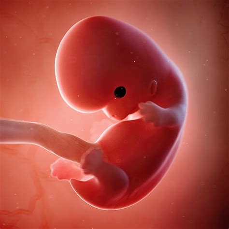 Fetal Development At 5 Weeks