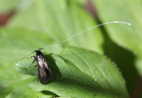 Green Longhorn Fairy Moth Adela Reaumurella Male Flickr