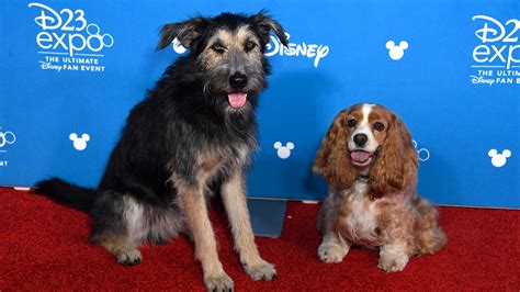 Live Action Lady And The Tramp Disney Releases First Trailer