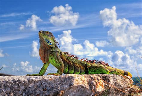 Lizard Iguana Green South America Wallpapers Hd Desktop And