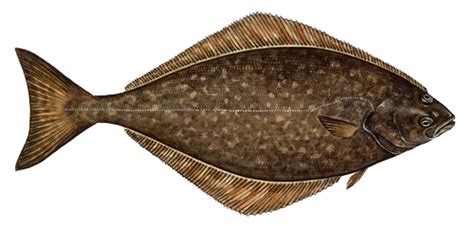 Halibut Fish Png Image With Transparent Background Png Sector
