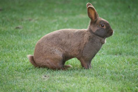 無料画像 草 野生動物 ペット 哺乳類 動物相 ウィスカー 脊椎動物 バニー 家兎 ウサギおよびウサギ