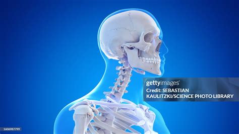 Skeletal Anatomy Of The Neck And Head Illustration High Res Vector