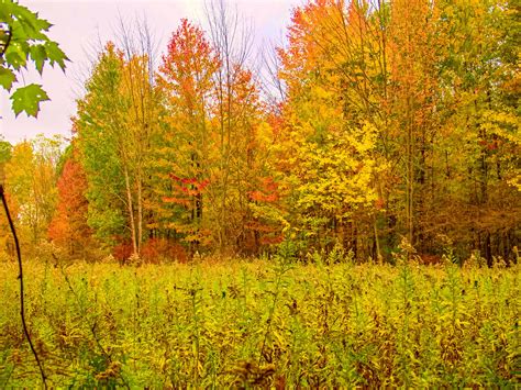 Autumn Forest Forest Land Surrounding Marys Meadow In A S Flickr