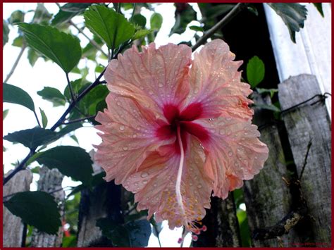 Flor de Maga by Sings-With-Spirits on DeviantArt
