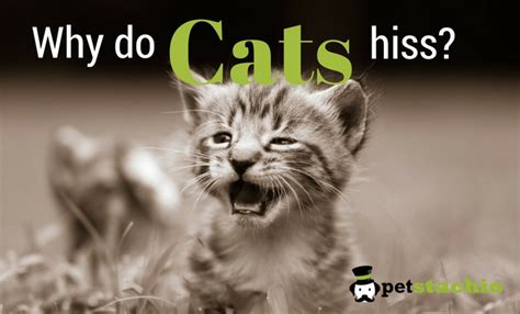 Maybe you would like to learn more about one of these? Why Do Cats Hiss? - Petstachio - Answering Pet Questions