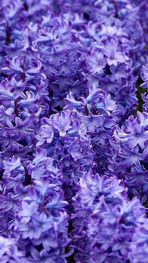 Dark Purple Flower Iphone Wallpapers Top Free Dark Purple Flower Iphone Backgrounds