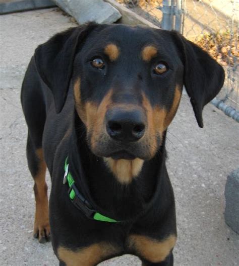 Your squeezable black and tan coonhounds have arrived! Harvey - Black and Tan Coonhound | Humane Society of Dallas County