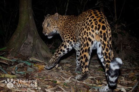 The Indochinese Leopard Panthera Pardus Delacouri Wildlife
