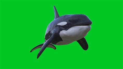 Orca Killer Whale 3d Animation Pixelboom