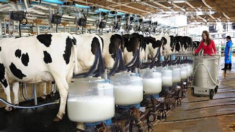 Modern Technology Cow Farming Harvest Milking Process Inside Modern