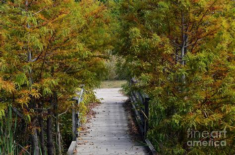 Wetlands Bridge Photograph By Belinda Stucki Fine Art America