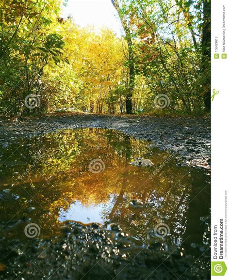 Reflection Of The Golden Autumn In A Puddle Stock Photo Image Of